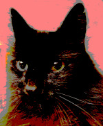 Posterized headshot of jdd's cat